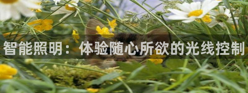 云顶集团官网登录入口下载安装