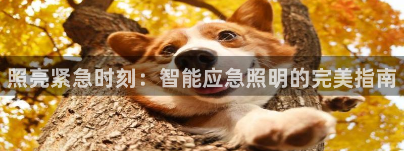 云顶国际会所